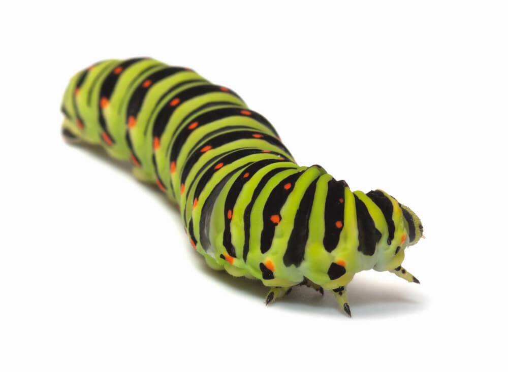 caterpillar1